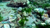 Caracóis marinhos, o tesouro (in)sustentável do Mar Negro