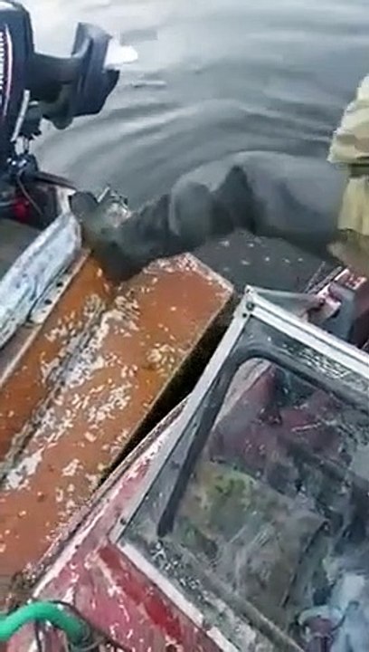Des pêcheurs ont trouvé une défense de mammouth...