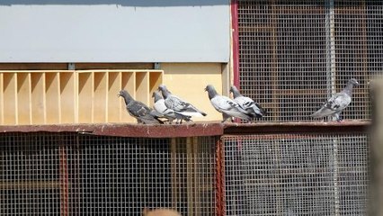 EDİRNE'DE POSTA GÜVERCİNLERİ FİNAL İÇİN UÇTU, BİRİNCİYE ALTIN KEMER VERİLDİ