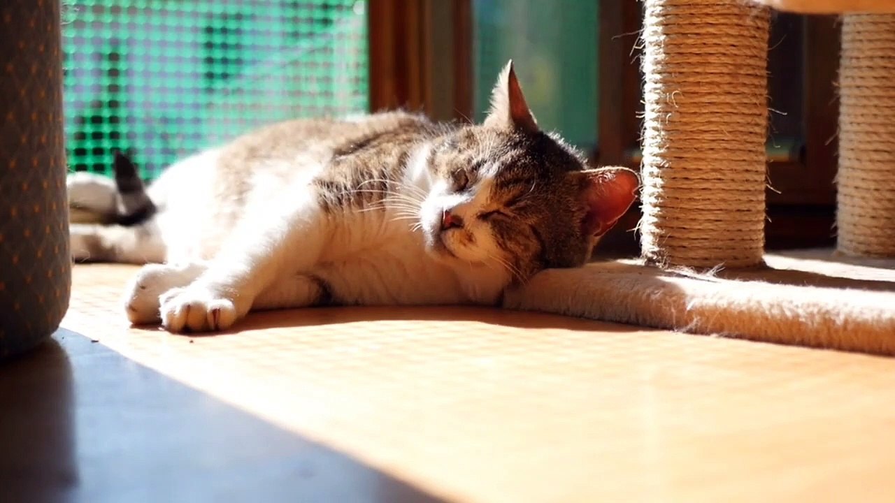 Omg  So Sweet & Cute Baby cat pet animal /kitten funny video / fails /vines