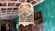 BURUNG PERKUTUT di rumah idaman