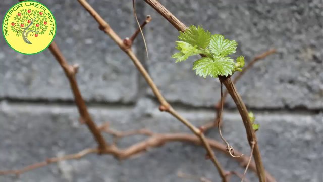 MÁS DE 10 plantas de EXTERIOR RESISTENTES a HELADAS __ mi jardín semanas después de ❄☃