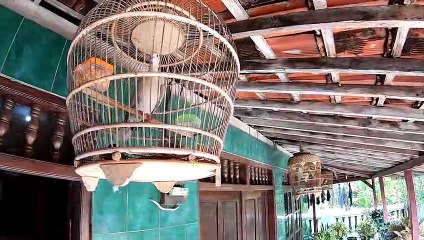 BURUNG PERKUTUT di rumah idaman 2