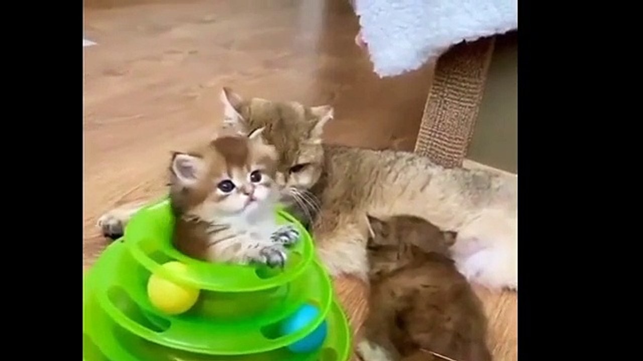 I dare you not to laugh funny situations with the most beautiful animals funny animals