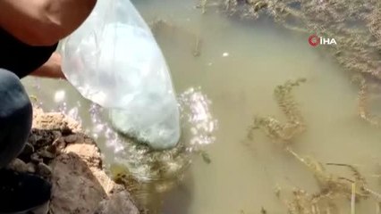 Sungurlu'da göletlere 14 bin sazan yavrusu bırakıldı