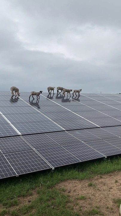 Lambs Scale Solar Panels