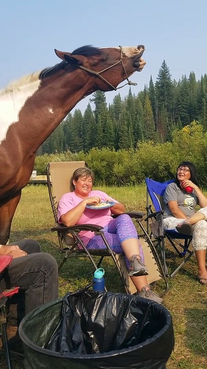 Grinning Horse Loves Eating Chips