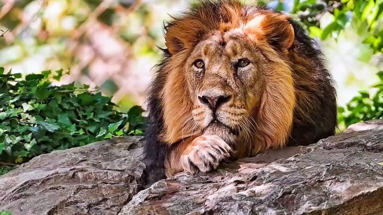 الأسد سكارفيس | أعظم أسد عرفه التاريخ - ملك اسطوري قدسه البشر والحيوانات  "القصة الكاملة"