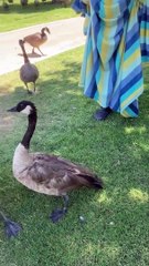 String Tied Goose Freed by Good Samaritans