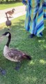 String Tied Goose Freed by Good Samaritans