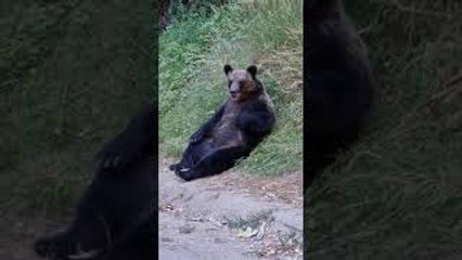 Relaxing Bear Kicks Back for a Tummy Scratch