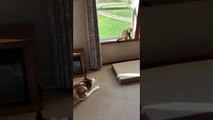 Vocal Husky Pleads for Feline Friendship