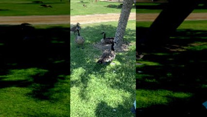 String Tied Goose Freed by Good Samaritans