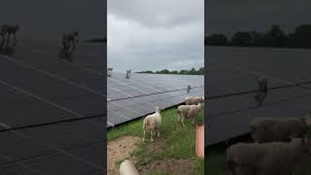 Lambs Scale Solar Panels