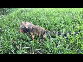 Green Iguana Near Colombian Highway