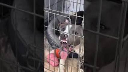 Dog in Kennel Turns Derpy After Neuter Surgery
