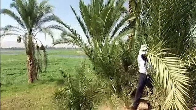 Egyptian Journeys 4of6 Building for Eternity