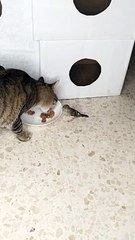 Cat Rico and Jack sparrow