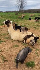 Goat Kids Use Patient Llama as Trampoline