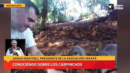 Conociendo sobre los carpinchos