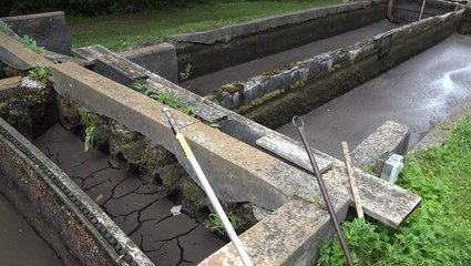 Farmer loses 35,000 fish in historic North Carolina floods