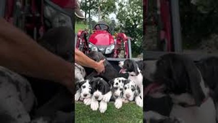 A Tractor Bucket Full of Great Dane Pups