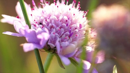 How To Plant Pincushion Flowers