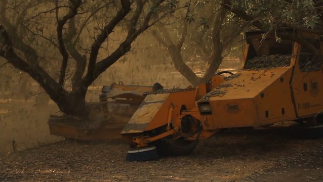 Significant drought affecting almonds