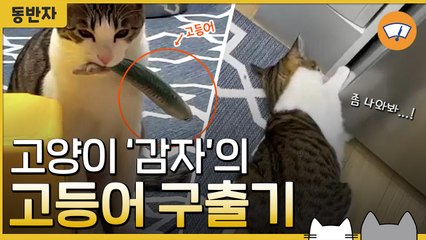 [동반자] "너 왜 거기 있어"…고등어 인형 구출기 / YTN