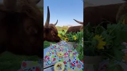 Highland Cows Chow Down on Picnic Buffet