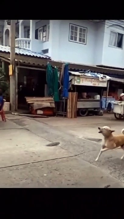 Prankster dog