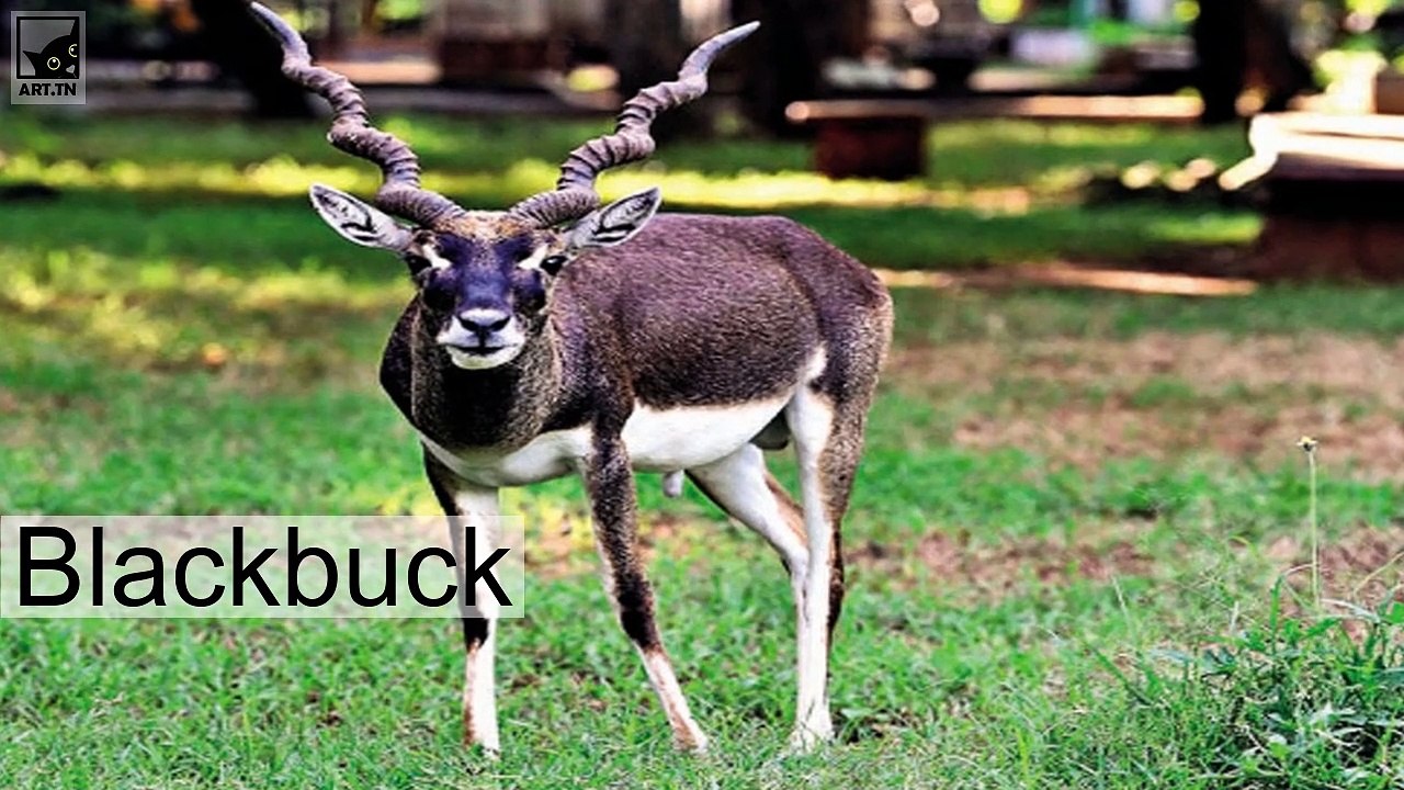 Die 5 schnellsten Landtiere der Welt