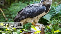 الحيوانات الخمسة الأكثر غرابة