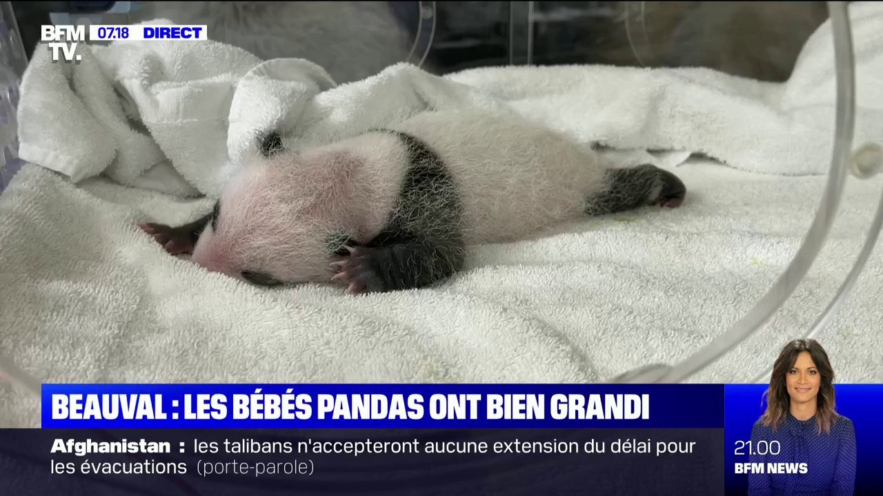 Nés il y a 3 semaines, les bébés pandas du zoo de Beauval ont déjà bien grandi