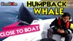 'Humpback Whale Comes DANGEROUSLY CLOSE to a Boat of Tour Guides'