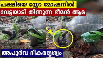Tortoise Stuns Scientists by Eating a Baby Bird: Video