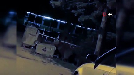 Uludağ'da aç kalan ayılar kamp alanında görüntülendi
