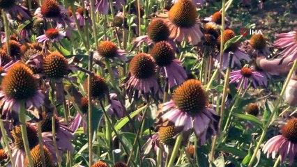 Bu bitkiler sayesinde bal üretimi iki katına çıkıyor