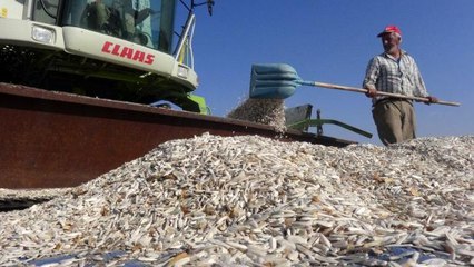 Son dakika haber! Aksaray 7 bitkisel ürünle Türkiye'de ilk 10'da