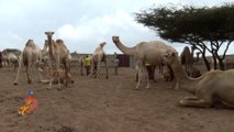 العاصمة الصومالية مقديشو تشهد نموا مطردا لمزارع الإبل