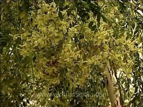 Yellow Indian Kachnar flower in full bloom!!!