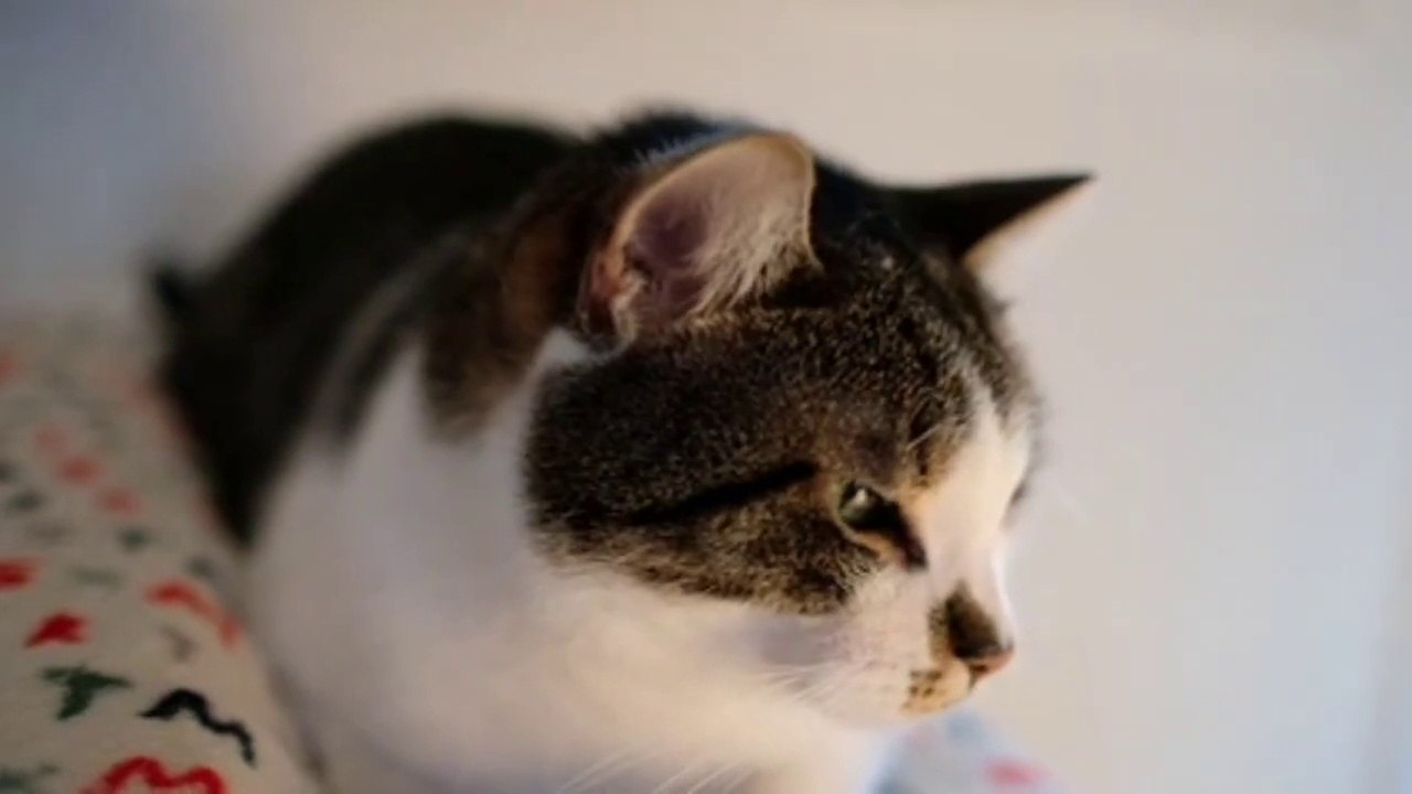 OMG SO CUET CAT  pet animal /kitten Funny Video fails/vines