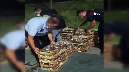 Boy yasağına aykırı avlanılan 1,5 ton İstavrit balığına el kondu