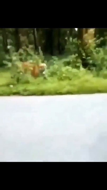 Tigre prende la rincorsa, sfiorato attacco ad automobilista - il video fa rirlettere sull'importanza di rispettare questi animali mantenendo la distanza di sicurezza