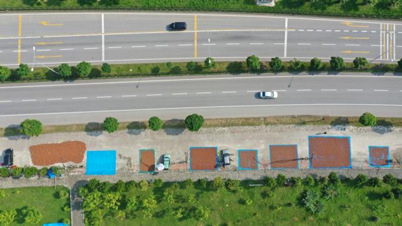 Fındık üreticileri ürünlerini kara yolu kenarındaki kaldırımlarda kurutmaya çalışıyor