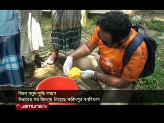 বিরল প্রজাতির হলুদ কচ্ছপ _ Rare yellow turtle