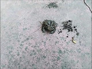 A toad goes to spy in the land of cats