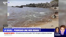 Pourquoi l'océan a-t-il une couleur rouge en Loire-Atlantique ? BFMTV répond à vos questions