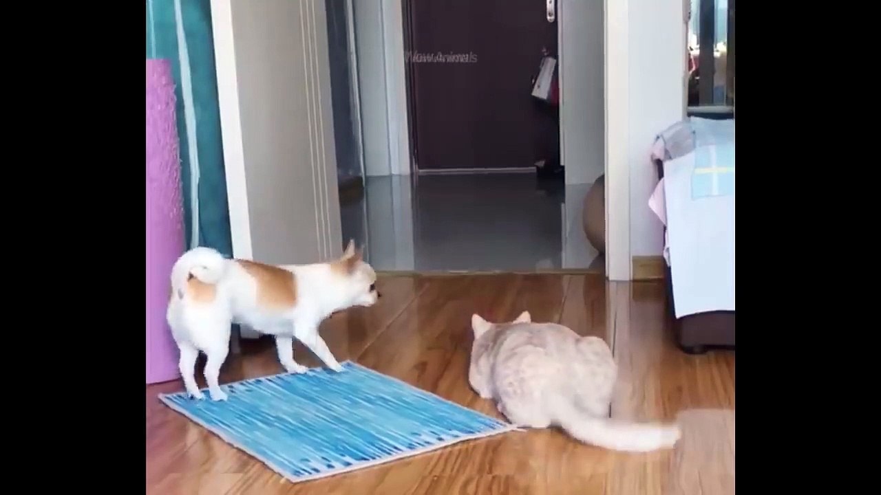 Funniest Animals - Best Of The 2021 Funny Animal Video
