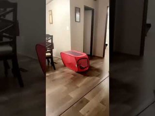 Pop up Kennel Can’t Contain Excited Pug